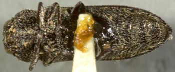 Media type: image;   Entomology 33805 Aspect: habitus ventral view